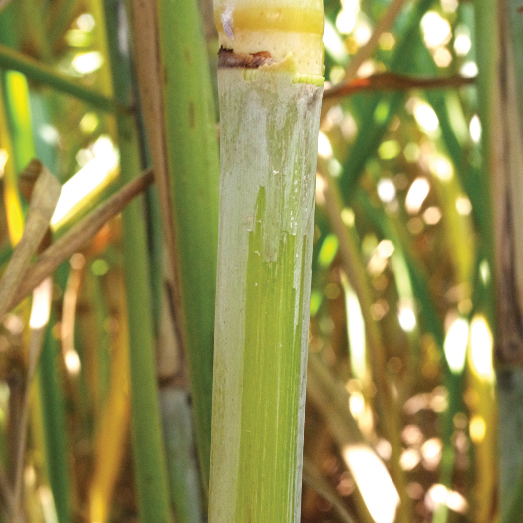 Sugarcane stalks with intact leaf sheaths, showing smooth green surfaces and moisture droplets.
